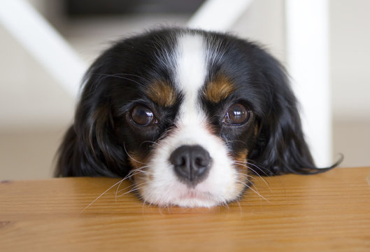 Dog Begging For Food