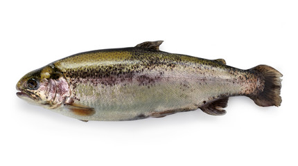 Fresh trout
