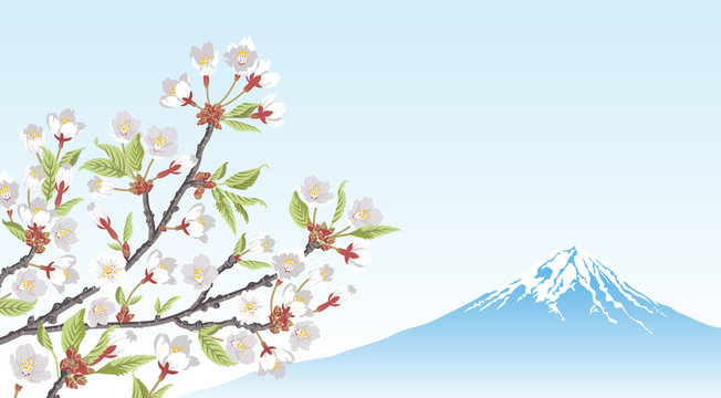 Mt.Fuji and Cherry Blossom branch