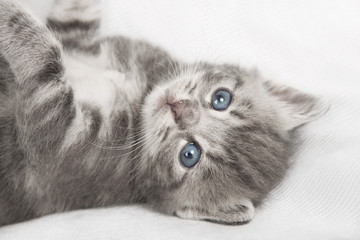 light gray striped cat