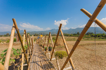 Bamboo bridge and field at Nan province, thailand