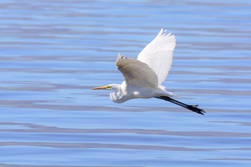 Great Egret flying