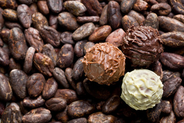 chocolate truffles on cocoa beans