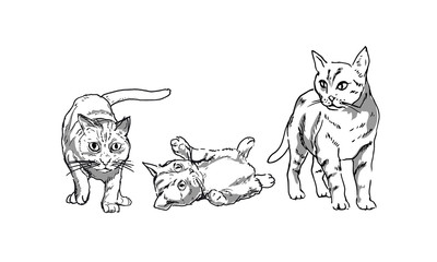 drawings of cats_vector illustration