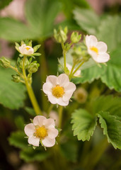 Closeup up of a strawberry plant