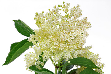 holunderblüte (Sambucus)