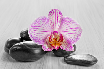 Fototapeta na wymiar Pink orchid on a wooden background