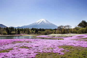 Fuji mountain