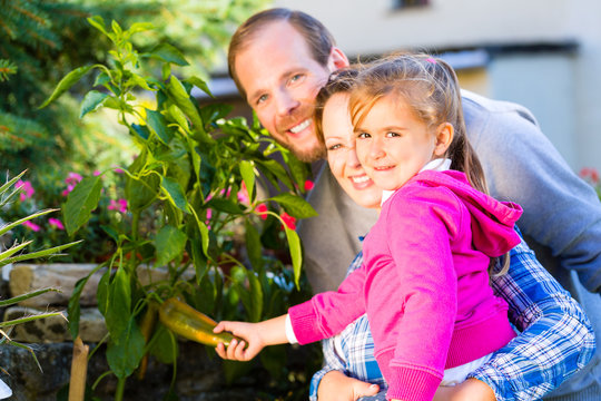 Familie im Garten erntet Paprika Gemüse