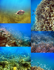 tropical fishes over a coral reef