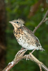 thrush chick