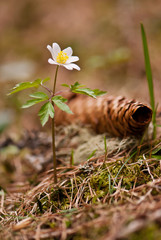 White anemones in forest