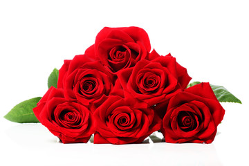 Obraz premium Beautiful red roses