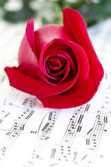 Musical rose and red rose