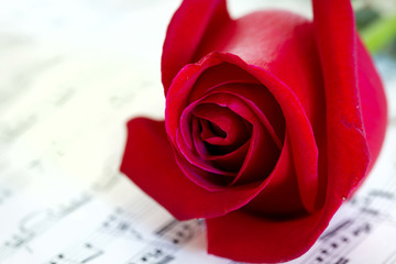 Musical rose and red rose