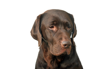 chocolate labrador