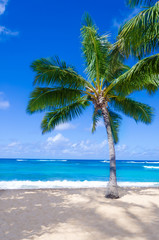 Fototapeta na wymiar Palmy kokosowe na plaży w Hawaii, Kauai