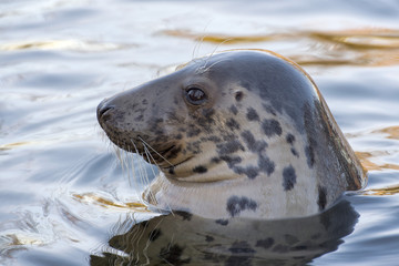 grey seal portrait