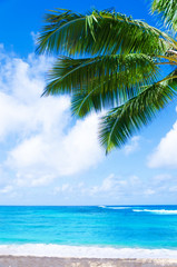 Fototapeta na wymiar Coconut Palm tree on the sandy beach in Hawaii, Kauai