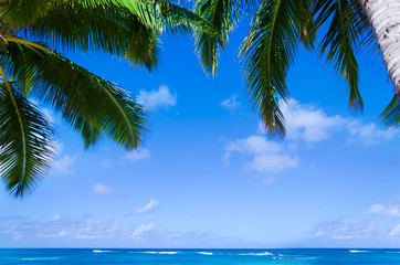 Palm leaves over ocean in Hawaii
