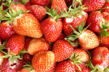 Bio-Erdbeeren