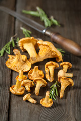 Сhanterelle mushrooms