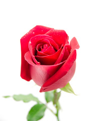 Naklejka premium red rose isolated on white background