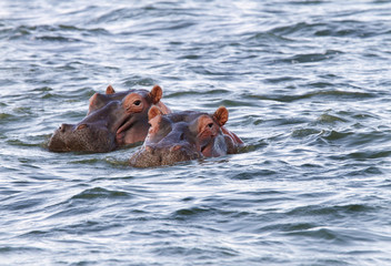 Fototapeta premium Beautiful Hippos at Naivasha lake