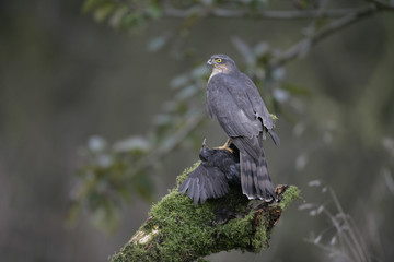 Sparrowhawk, Accipiter nisus