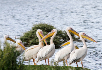 Beautiful Great white Pelicans