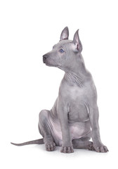 Thai ridgeback puppy over white background