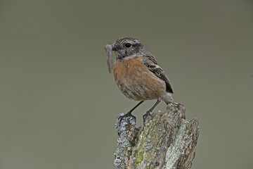 Stonechat,  Saxicola torquata