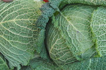 Fototapeta premium Cabbage