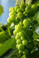 Green Grapes