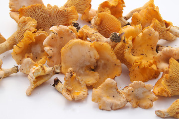 chanterelle