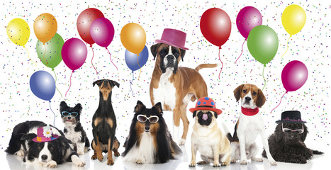 Hundekarneval