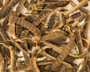 Lupin Chandelier Dry Seeds