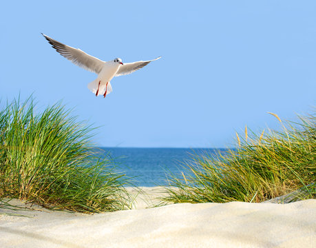 D&uuml;ne, M&ouml;we und Meerblick