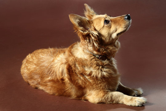 cane italiano 2471