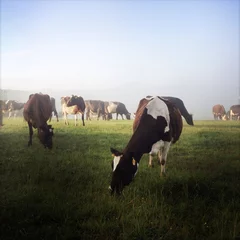 Rideaux tamisants Vache Cows
