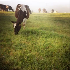 Crédence de cuisine en verre imprimé Vache Dairy cows grazing in paddock
