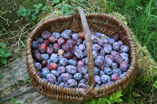 prunes