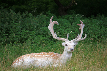 Fallow deer