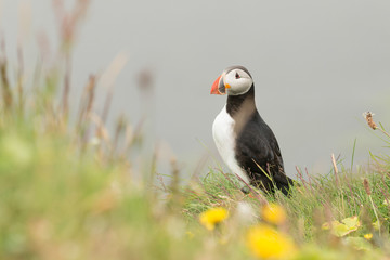 Puffin, Iceland