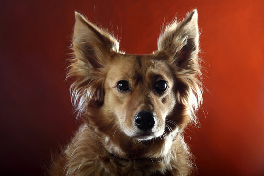 cane italiano 2512