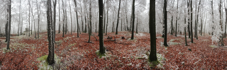 Obrazy na Plexi  Leśna zimowa panorama 360 stopni