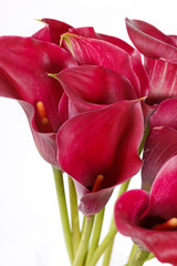 Fototapeta premium beautiful flowers
