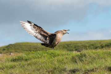 Displaying Skua, Iceland
