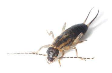 Earwig isolated on white background