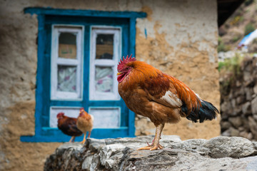 Colorful Cock in Front of a Traditional Nepalese House